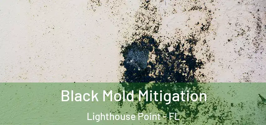  Black Mold Mitigation Lighthouse Point - FL