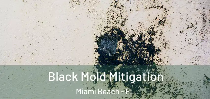  Black Mold Mitigation Miami Beach - FL