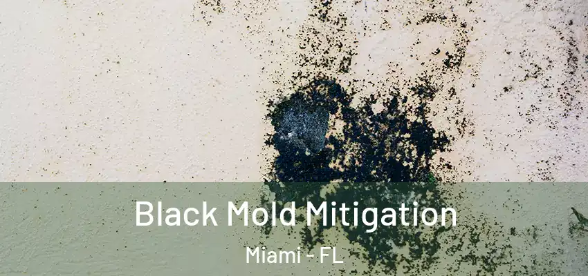 Black Mold Mitigation Miami - FL