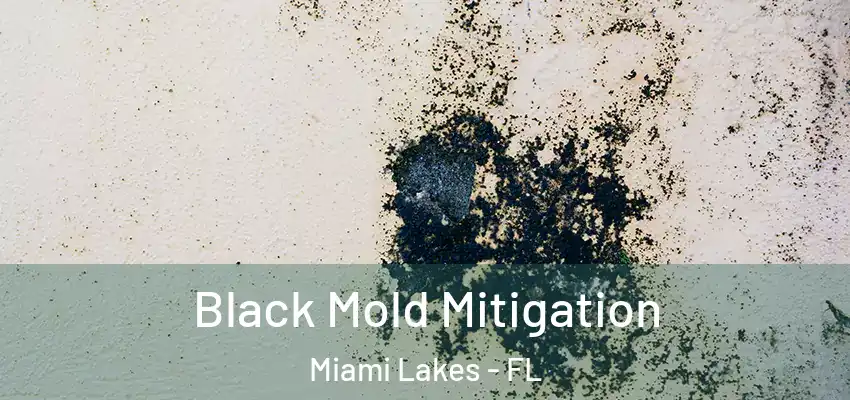 Black Mold Mitigation Miami Lakes - FL