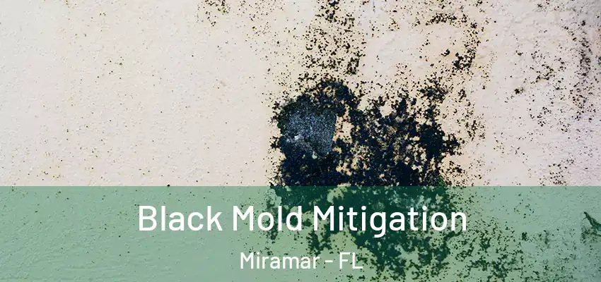 Black Mold Mitigation Miramar - FL