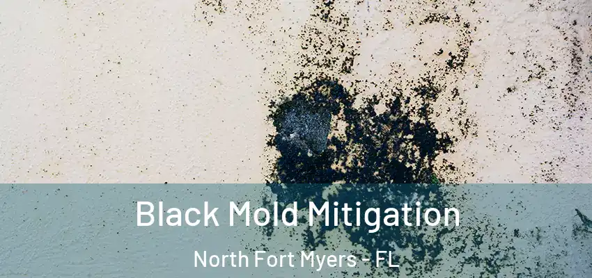  Black Mold Mitigation North Fort Myers - FL
