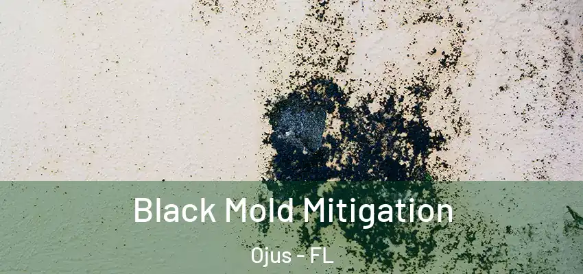 Black Mold Mitigation Ojus - FL