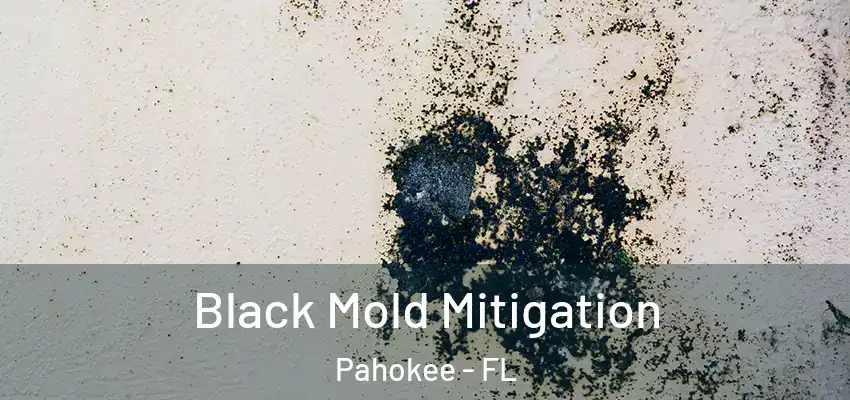 Black Mold Mitigation Pahokee - FL