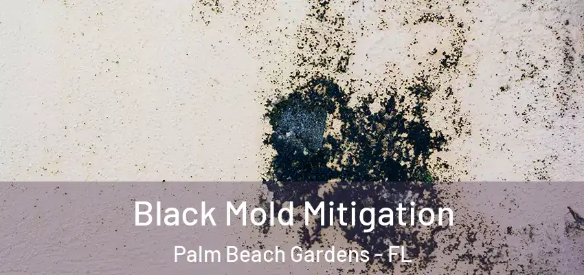 Black Mold Mitigation Palm Beach Gardens - FL