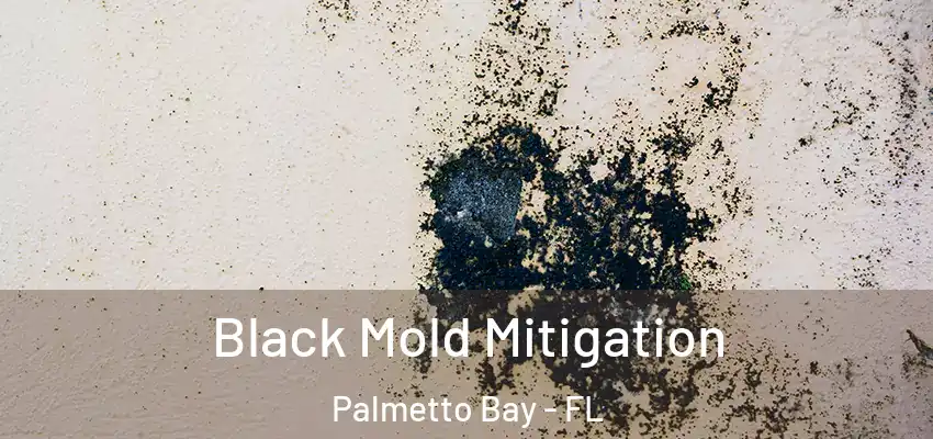  Black Mold Mitigation Palmetto Bay - FL