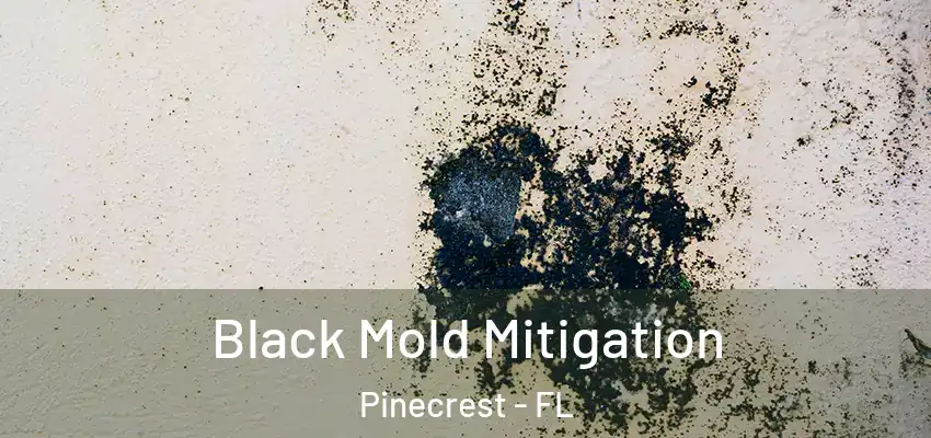 Black Mold Mitigation Pinecrest - FL