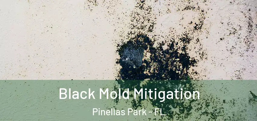 Black Mold Mitigation Pinellas Park - FL