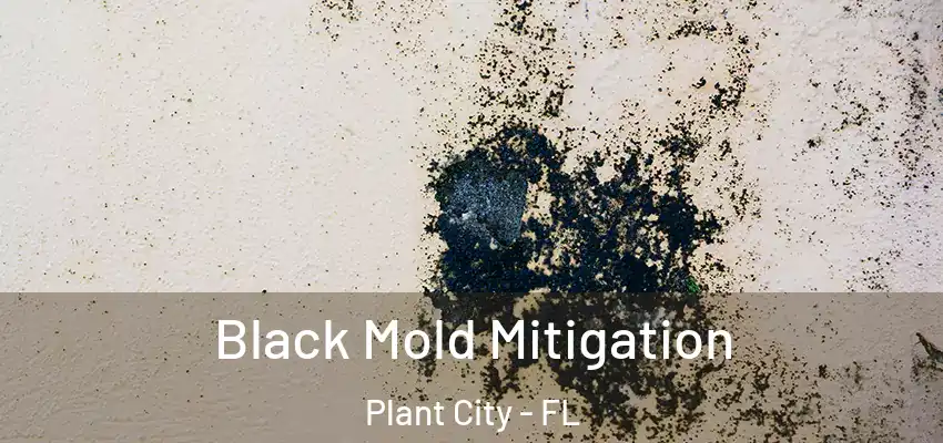  Black Mold Mitigation Plant City - FL