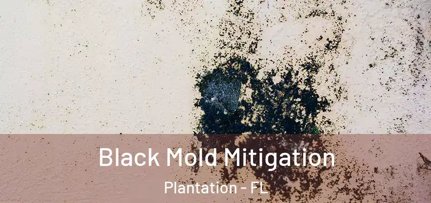  Black Mold Mitigation Plantation - FL