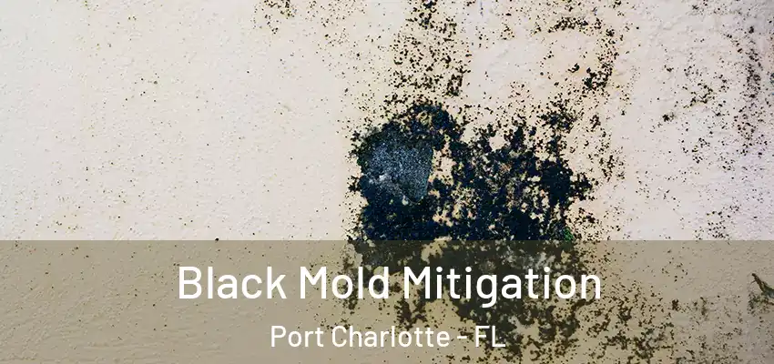 Black Mold Mitigation Port Charlotte - FL
