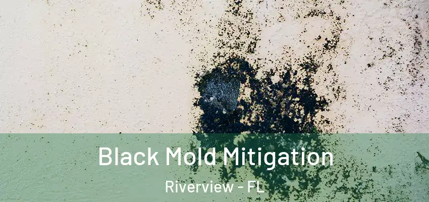 Black Mold Mitigation Riverview - FL
