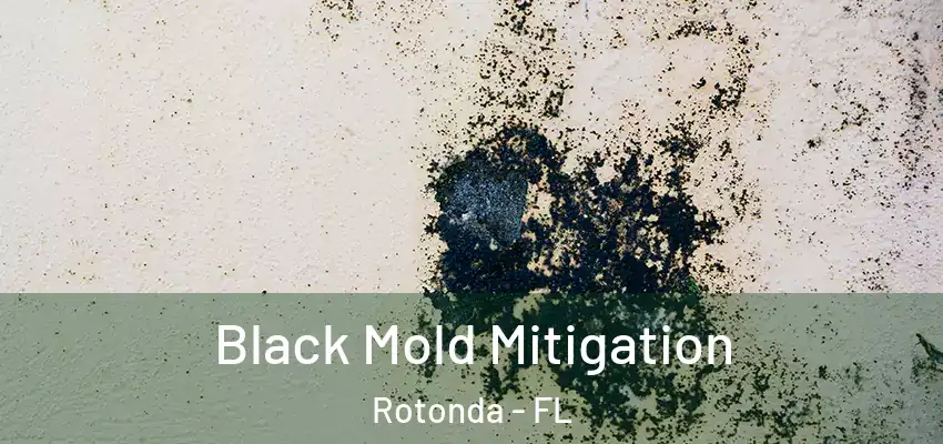 Black Mold Mitigation Rotonda - FL