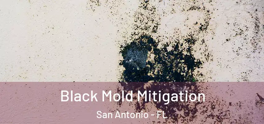  Black Mold Mitigation San Antonio - FL
