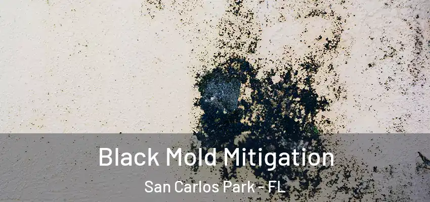 Black Mold Mitigation San Carlos Park - FL