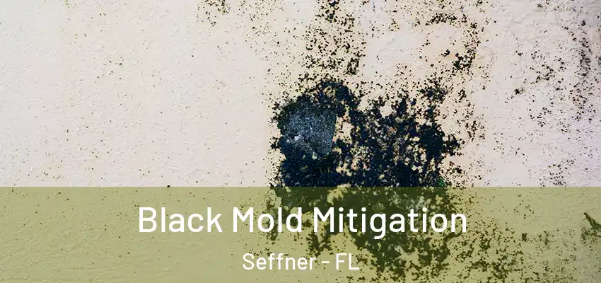 Black Mold Mitigation Seffner - FL