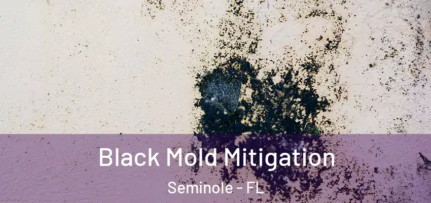 Black Mold Mitigation Seminole - FL