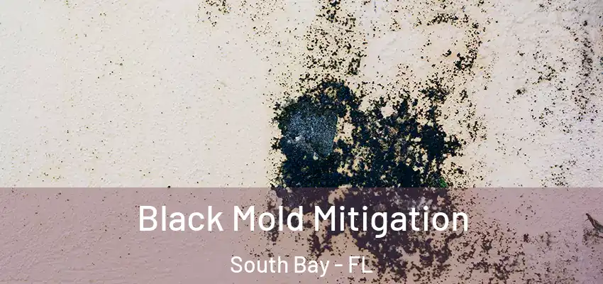  Black Mold Mitigation South Bay - FL