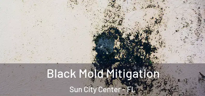  Black Mold Mitigation Sun City Center - FL