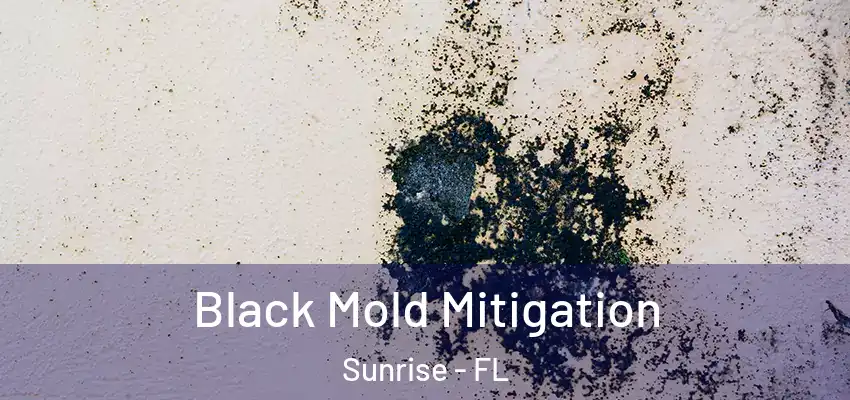  Black Mold Mitigation Sunrise - FL