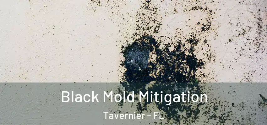 Black Mold Mitigation Tavernier - FL