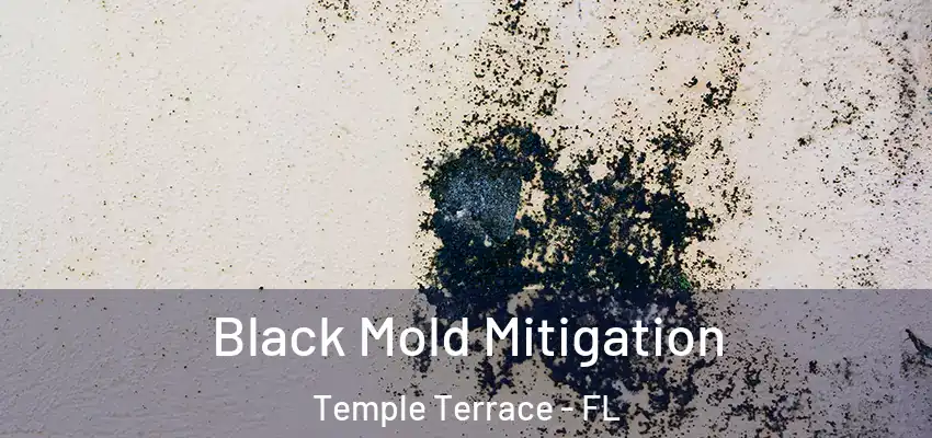  Black Mold Mitigation Temple Terrace - FL
