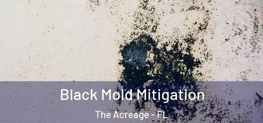 Black Mold Mitigation The Acreage - FL