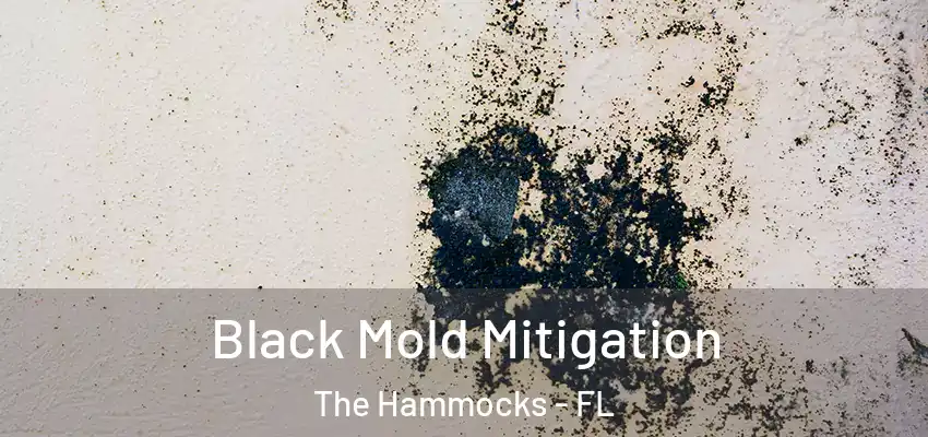 Black Mold Mitigation The Hammocks - FL