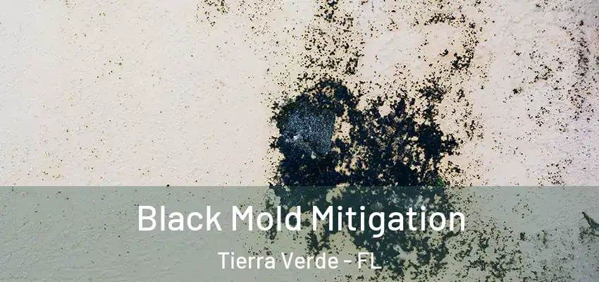 Black Mold Mitigation Tierra Verde - FL