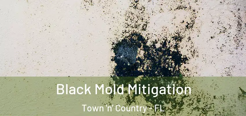 Black Mold Mitigation Town 'n' Country - FL