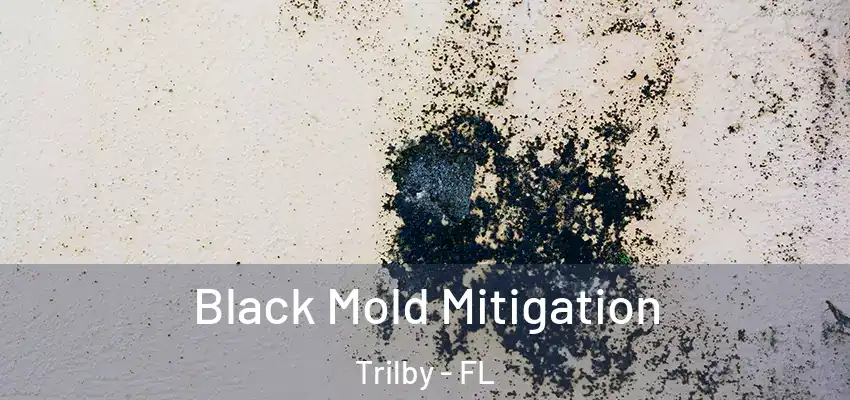 Black Mold Mitigation Trilby - FL
