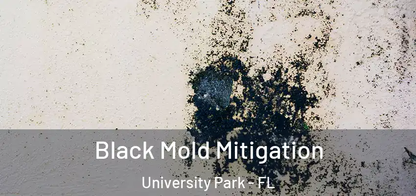  Black Mold Mitigation University Park - FL