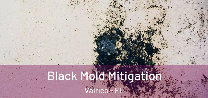 Black Mold Mitigation Valrico - FL