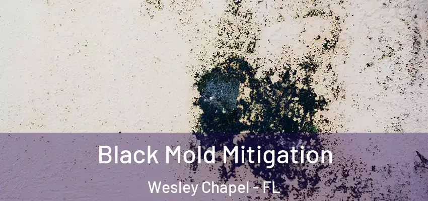  Black Mold Mitigation Wesley Chapel - FL