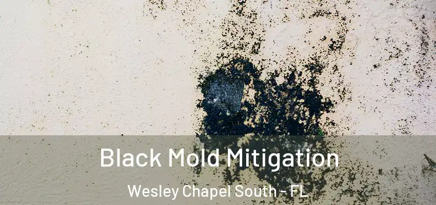 Black Mold Mitigation Wesley Chapel South - FL