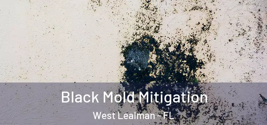 Black Mold Mitigation West Lealman - FL