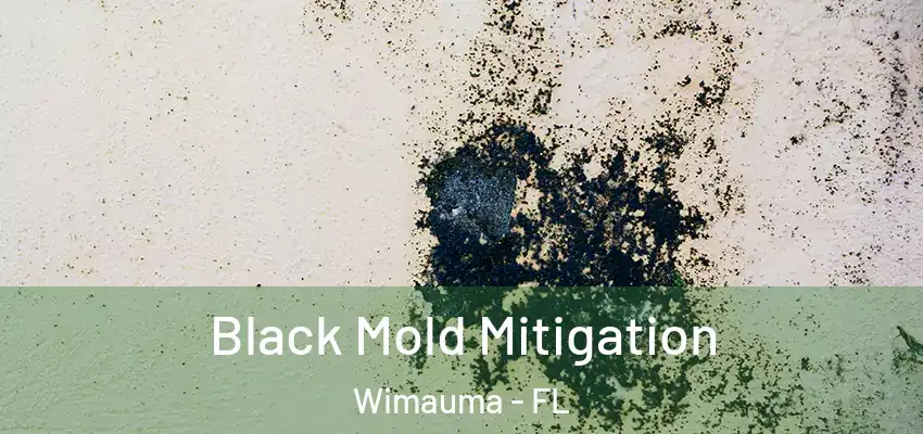 Black Mold Mitigation Wimauma - FL