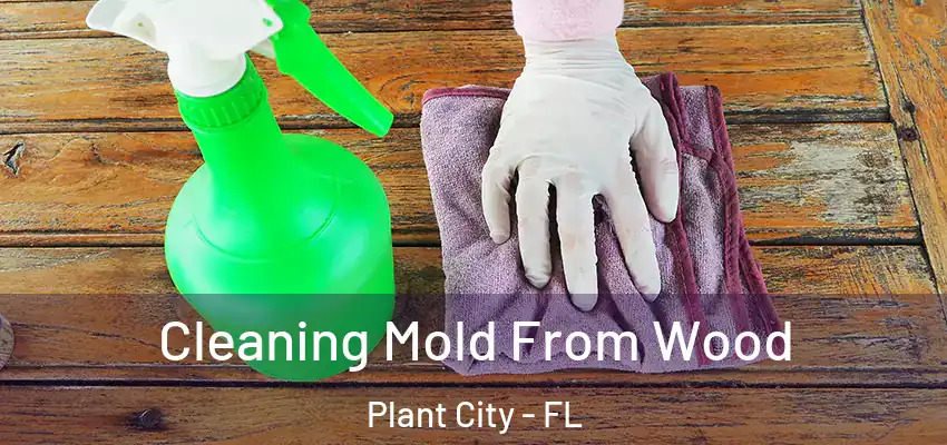 Cleaning Mold From Wood Plant City - FL