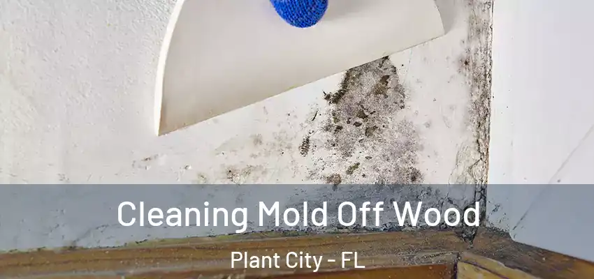 Cleaning Mold Off Wood Plant City - FL