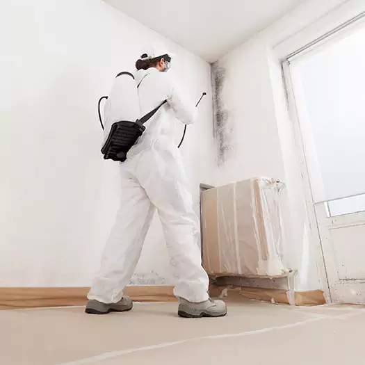 Trusted Black Mold Clean Up Experts in Boca Raton, FL
