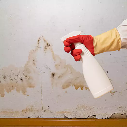 Trusted Black Mold Mitigation Specialists in Boca Raton, FL