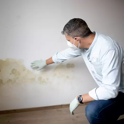 Trusted Mold Remediation and Removal Experts in Boca Raton, FL
