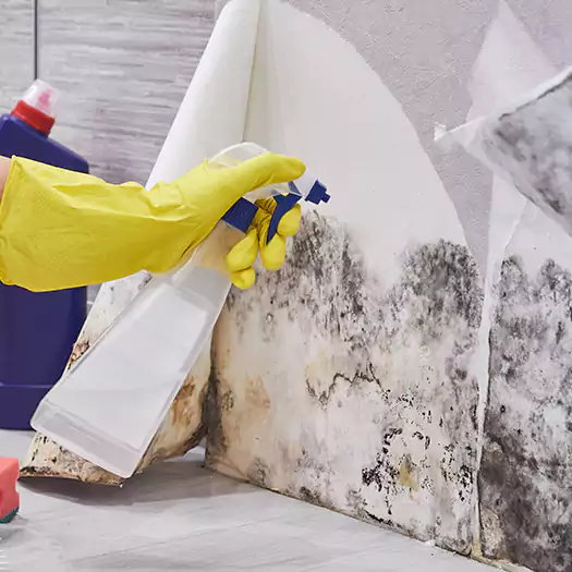 Reliable Mold Abatement Specialists in Boca Raton, FL