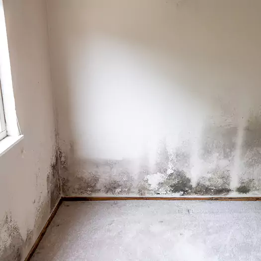 Trusted Mold Cleanup Specialists in Boca Raton, FL