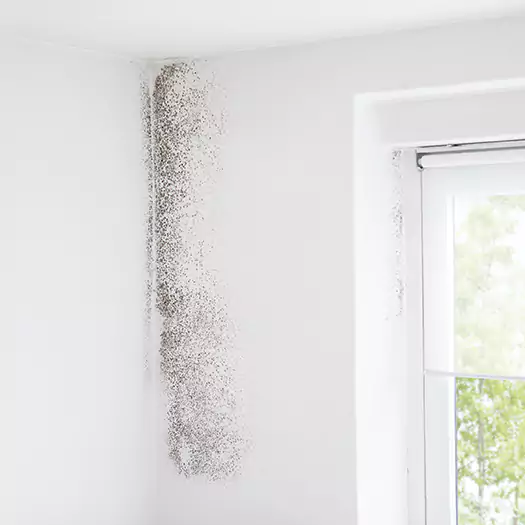 Trusted Mold Eradication Professionals Serving in Boca Raton, FL