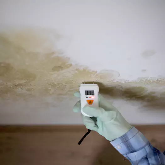 Reliable Mold Inspection Experts in Boca Raton, FL