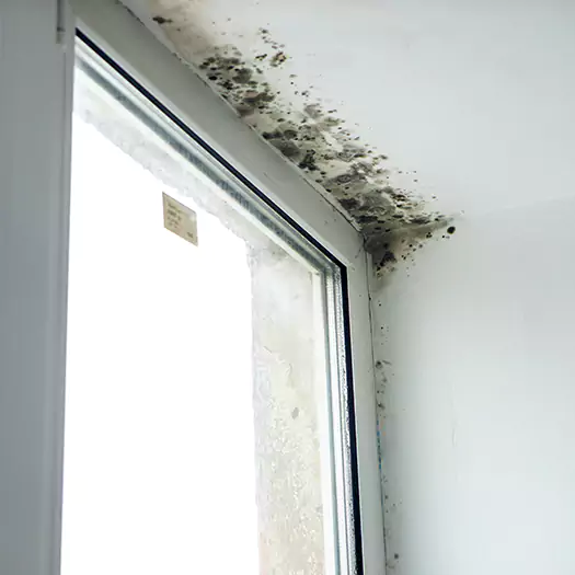 Experienced Mold Mitigation Specialists in Boca Raton, FL