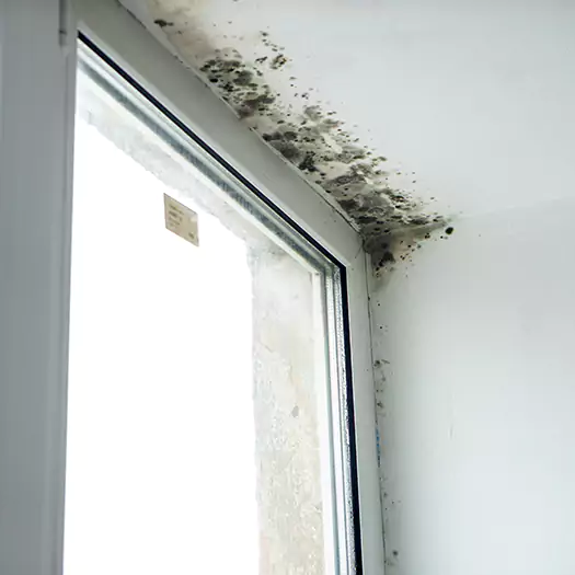 Trusted Mold on Bathroom Ceiling Experts in Boca Raton, FL