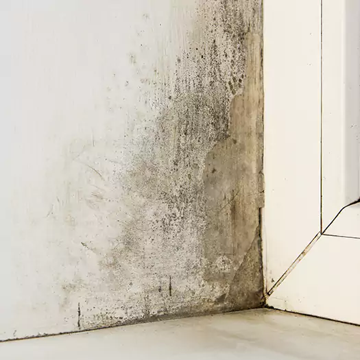 Skilled Mold on Drywall Experts in Boca Raton, FL