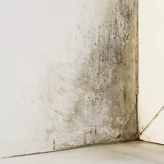 #1 Mold Remediation and Removal Experts in Boca Raton, FL